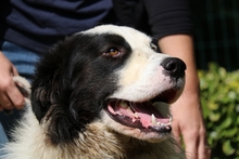 MATHIS, Hund, Herdenschutzhund in Italien - Bild 4