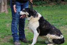MATTEO, Hund, Mischlingshund in Italien - Bild 3