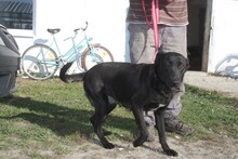 JOELINE, Hund, Labrador Retriever in Rumänien - Bild 2