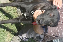 JOELINE, Hund, Labrador Retriever in Rumänien - Bild 3