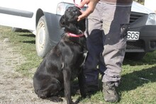 JOELINE, Hund, Labrador Retriever in Rumänien - Bild 4