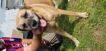BETTY, Hund, Mischlingshund in Rumänien - Bild 1