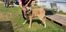 BETTY, Hund, Mischlingshund in Rumänien - Bild 3
