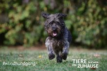 LUPO, Hund, Mischlingshund in Eurasburg - Bild 10
