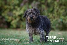 LUPO, Hund, Mischlingshund in Eurasburg - Bild 11
