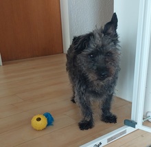 LUPO, Hund, Mischlingshund in Eurasburg - Bild 4