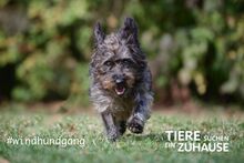 LUPO, Hund, Mischlingshund in Eurasburg - Bild 8