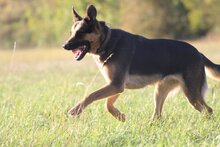 THEA, Hund, Mischlingshund in Buchholz - Bild 4