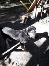LORD, Hund, Mischlingshund in Radevormwald - Bild 4