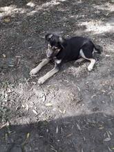LORD, Hund, Mischlingshund in Radevormwald - Bild 6