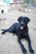 MILA, Hund, Labrador-Mix in Ungarn - Bild 1