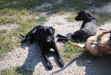 MILA, Hund, Labrador-Mix in Ungarn - Bild 7