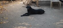 MILA, Hund, Labrador-Mix in Ungarn - Bild 8