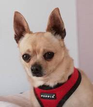 IVO, Hund, Chihuahua in Neumarkt - Bild 1