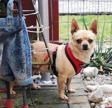 IVO, Hund, Chihuahua in Neumarkt - Bild 3