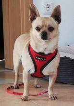 IVO, Hund, Chihuahua in Neumarkt - Bild 4