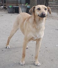 REXI, Hund, Mischlingshund in Ungarn - Bild 11