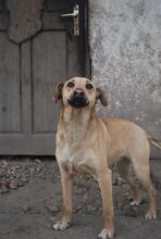 REXI, Hund, Mischlingshund in Ungarn - Bild 12