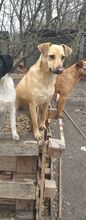 REXI, Hund, Mischlingshund in Ungarn - Bild 13