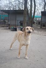 REXI, Hund, Mischlingshund in Ungarn - Bild 14