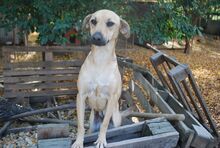 REXI, Hund, Mischlingshund in Ungarn - Bild 2