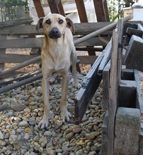 REXI, Hund, Mischlingshund in Ungarn - Bild 3