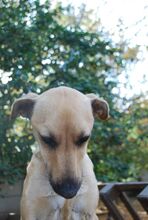 REXI, Hund, Mischlingshund in Ungarn - Bild 4