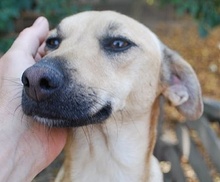 REXI, Hund, Mischlingshund in Ungarn - Bild 5