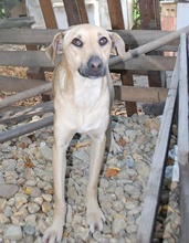 REXI, Hund, Mischlingshund in Ungarn - Bild 6