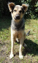 MARLEYGROSSMANN, Hund, Mischlingshund in Bulgarien - Bild 3