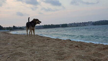 MARLEYGROSSMANN, Hund, Mischlingshund in Bulgarien - Bild 4