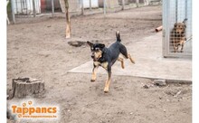DISZKOSZ, Hund, Mischlingshund in Ungarn - Bild 2