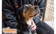 DISZKOSZ, Hund, Mischlingshund in Ungarn - Bild 3
