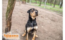 DISZKOSZ, Hund, Mischlingshund in Ungarn - Bild 4