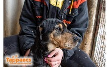 DISZKOSZ, Hund, Mischlingshund in Ungarn - Bild 5