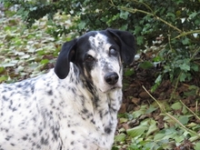 DINO, Hund, Mischlingshund in Gnarrenburg - Bild 1