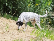 DINO, Hund, Mischlingshund in Gnarrenburg - Bild 10