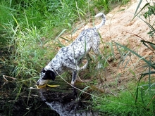 DINO, Hund, Mischlingshund in Gnarrenburg - Bild 11
