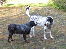 DINO, Hund, Mischlingshund in Gnarrenburg - Bild 12