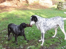 DINO, Hund, Mischlingshund in Gnarrenburg - Bild 13