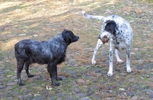 DINO, Hund, Mischlingshund in Gnarrenburg - Bild 14