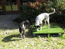 DINO, Hund, Mischlingshund in Gnarrenburg - Bild 15