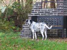 DINO, Hund, Mischlingshund in Gnarrenburg - Bild 18