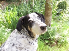 DINO, Hund, Mischlingshund in Gnarrenburg - Bild 2