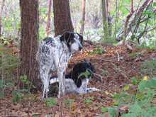 DINO, Hund, Mischlingshund in Gnarrenburg - Bild 20