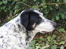 DINO, Hund, Mischlingshund in Gnarrenburg - Bild 3