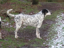 DINO, Hund, Mischlingshund in Gnarrenburg - Bild 4