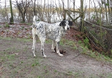 DINO, Hund, Mischlingshund in Gnarrenburg - Bild 6