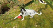 DINO, Hund, Mischlingshund in Gnarrenburg - Bild 8