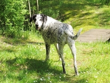 DINO, Hund, Mischlingshund in Gnarrenburg - Bild 9